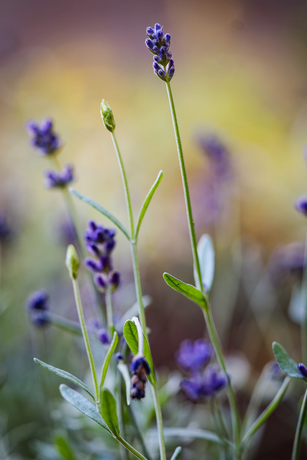 © Antje Hamann